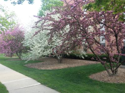 trees