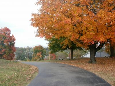 Evergreen Burial and Arboretum - fall trees