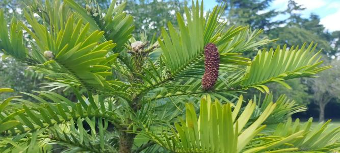 Wollemi Pine Wollemi Pine