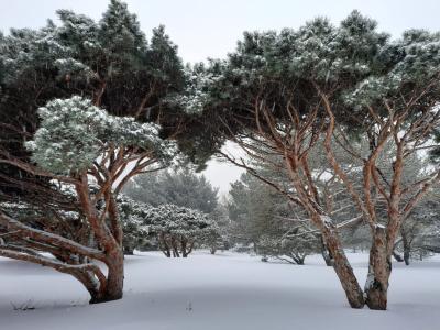 Arbo Pinus Arbo Pinus