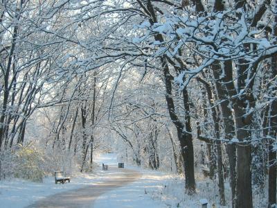 Klehm Arboretum winter trees