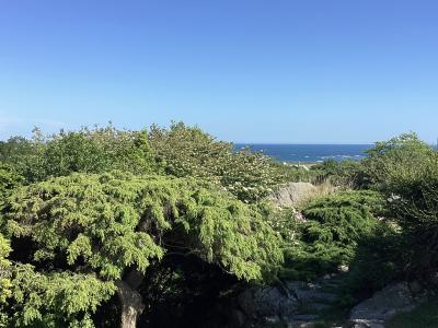 trees trees