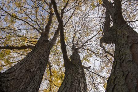 Waubonsee Community College - trees