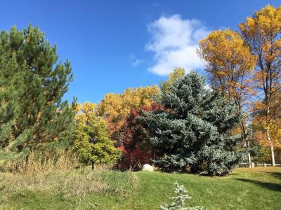 October Trees