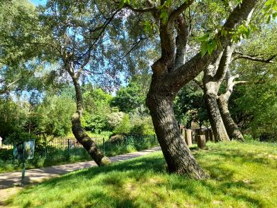 Garden trees