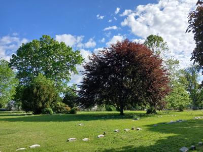 trees trees