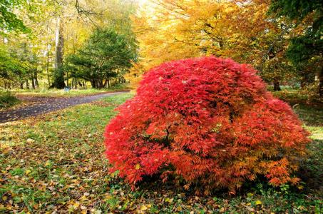 Howick Hall Arboretum fall colors Howick Hall Arboretum fall colors