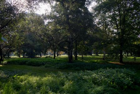 arb