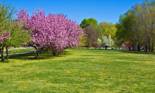 spring spring