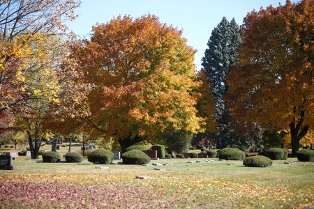 fall trees