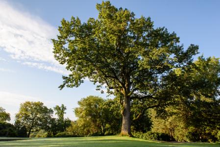 Arboretum tree