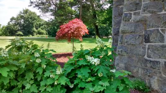 Oakbourne Arboretum Japanese Maple