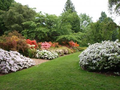 Azalea Way Niall Dunne-Arboretum Foundation