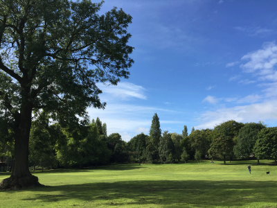 Brunswick Park trees summer