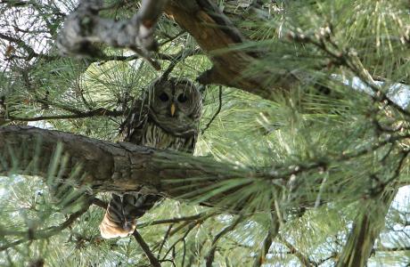 owl owl