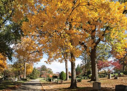 Fall trees