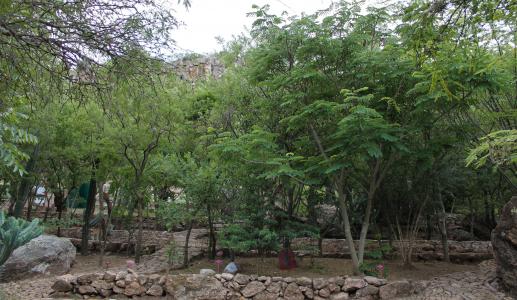 Cadereyta Regional Botanic Garden trees