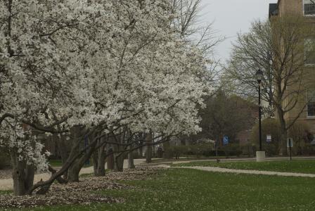 spring