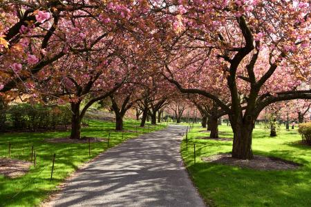 Cherry Walk Cherry Walk
