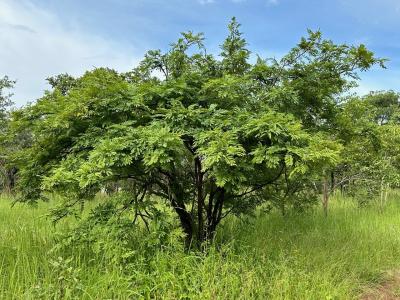 specimen tree