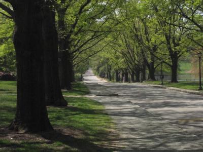 College Lane allee of oaks