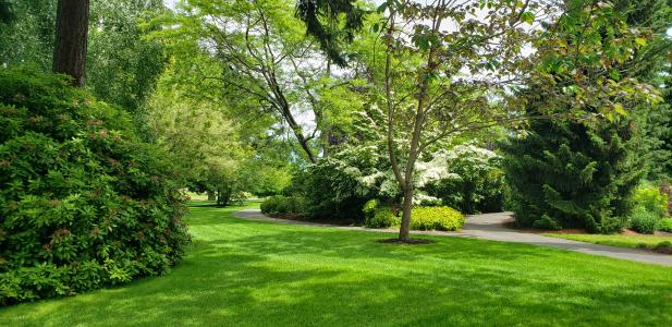 Community Park trees