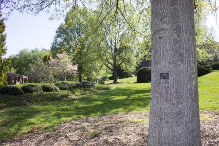 Mars Hill University Arboretum trees