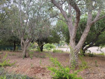 Cork Oak