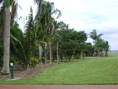 Gizella Kopsick Palm Arboretum