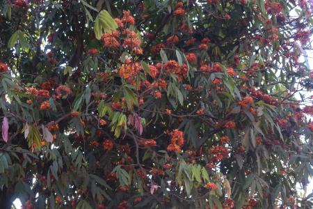 flowering tree