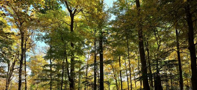 Greenwich Town Arboretum - by Diana Thierryi