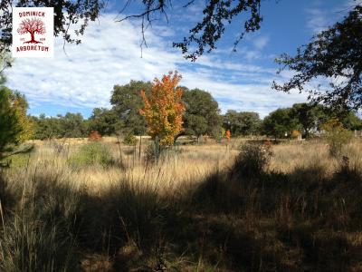 Dominick Arboretum