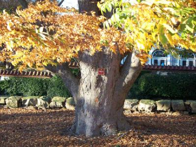 Frederick Law Olmsted Park and Arboretum