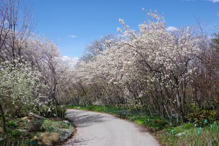 Serviceberry Tunnel