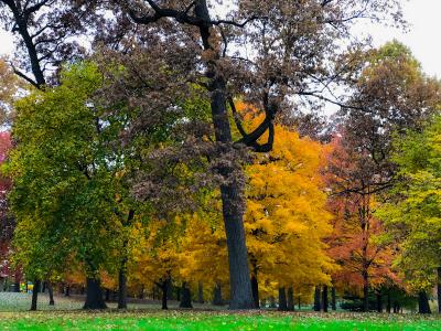 West Chicago Arboretum - Autumn trees West Chicago Arboretum - Autumn trees