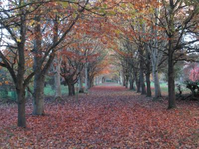 November trees