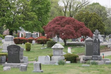 Spring blooming trees