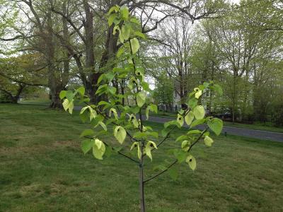 The Chalet grounds tree