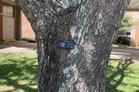 tree tree