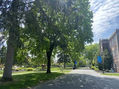 trees trees