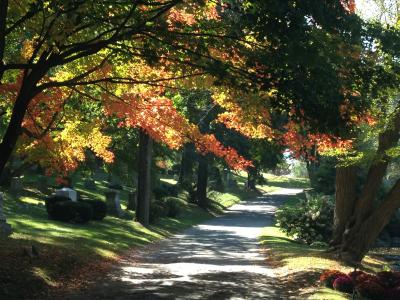 Newton Cemetery Arboretum