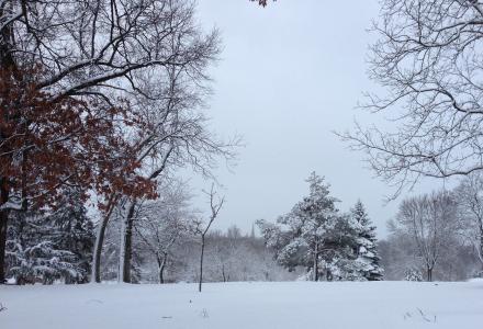 trees with snow