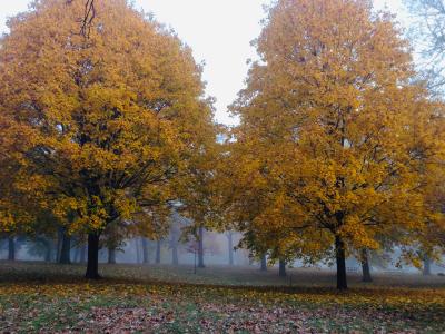 Autumn trees