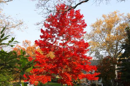 City of Bexley Fall tree City of Bexley Fall tree