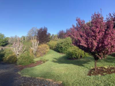 Spring blooming trees