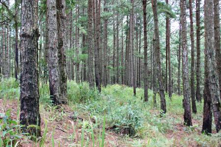 Lam VIen Forest