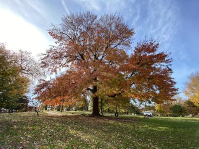 fall trees