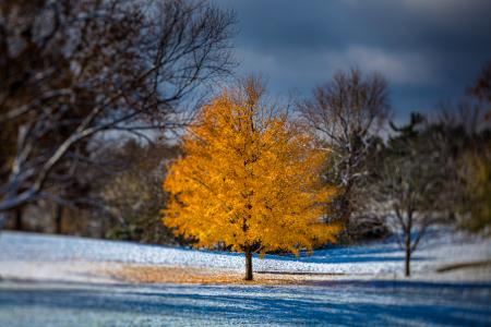 Autumn tree Autumn tree