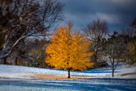 Autumn tree