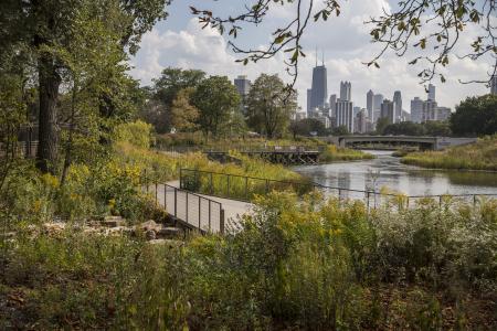 Lincoln Park Zoo trees